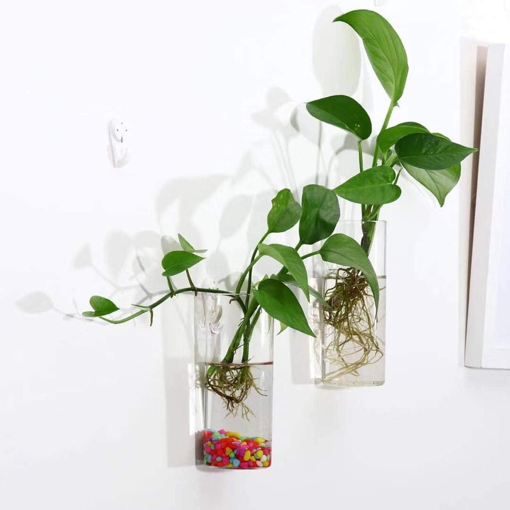Short Cylinder Wall Planter 2 Pack, Clear Glass Hydroponic Tubes | Borosilicate Glass, Clear & Durable. Wall-Mounted. Ideal for Hydroponics, Air Plants, Cuttings. Great Gift for Plant Lovers.