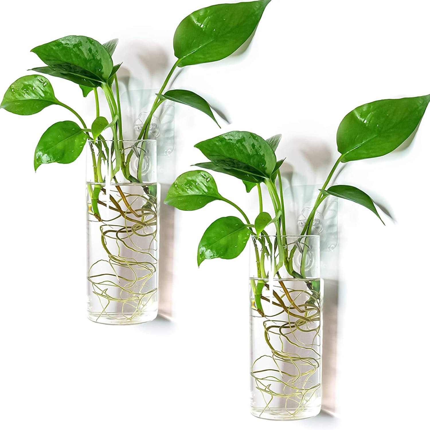 Short Cylinder Wall Planter 2 Pack, Clear Glass Hydroponic Tubes | Borosilicate Glass, Clear & Durable. Wall-Mounted. Ideal for Hydroponics, Air Plants, Cuttings. Great Gift for Plant Lovers.